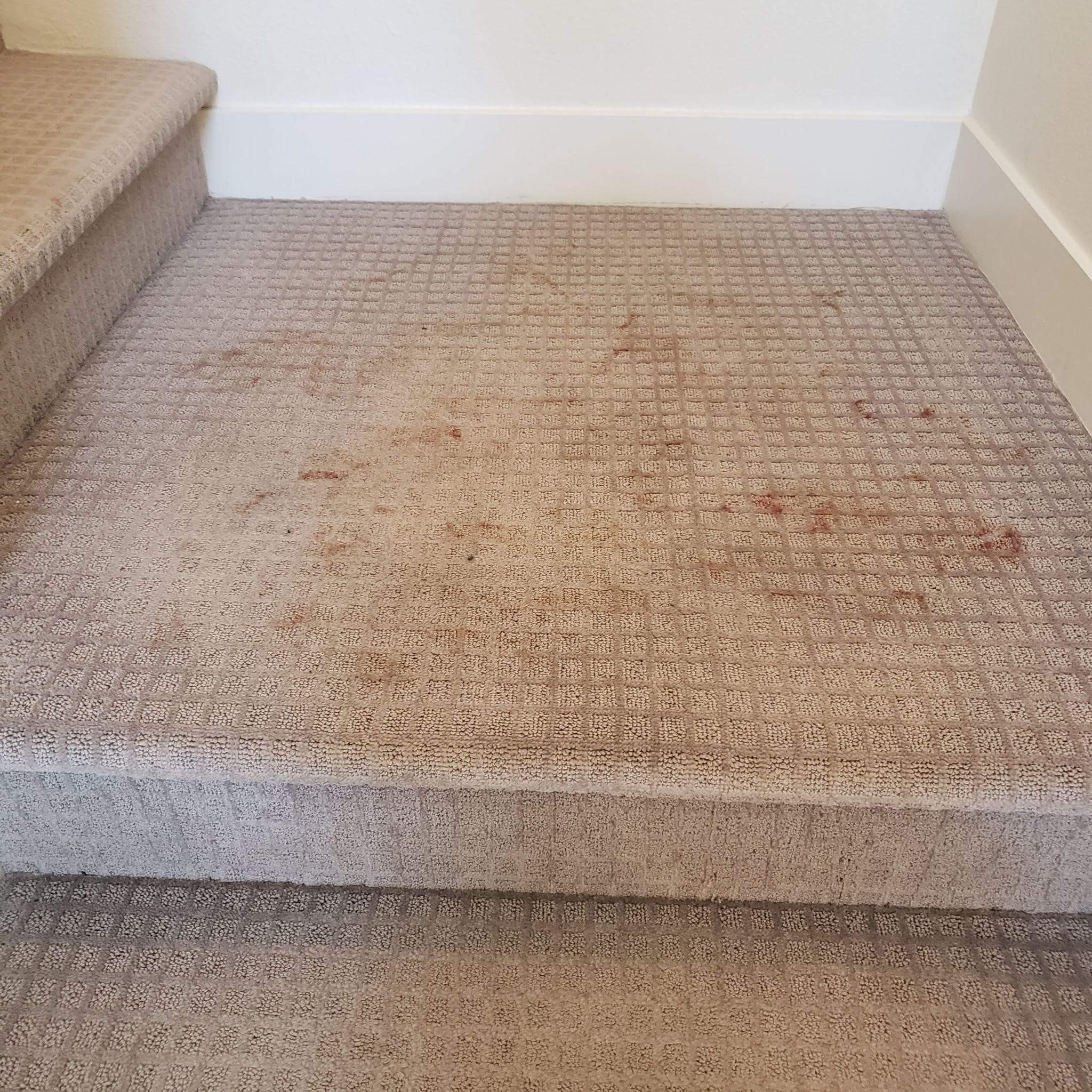 carpet cleaning before and after photos